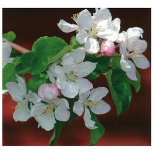 Suomi Collection kevät